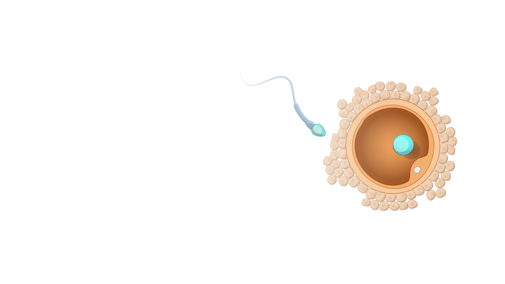 Gameto Announces Landmark Pregnancy Rate for iPSC-Derived Fertilo, Achieving More Than Double the Success Rate of Standard IVM