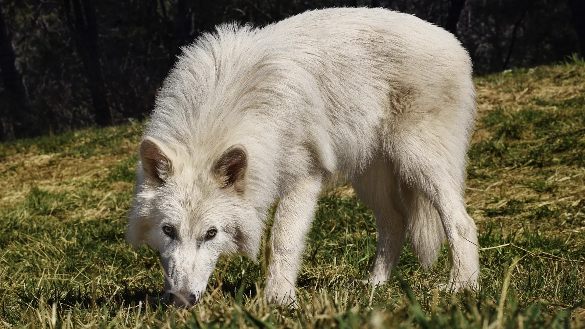 Colossal’s “Dire Wolves” Are Now 6 Months Old – And They’ve Doubled In Size